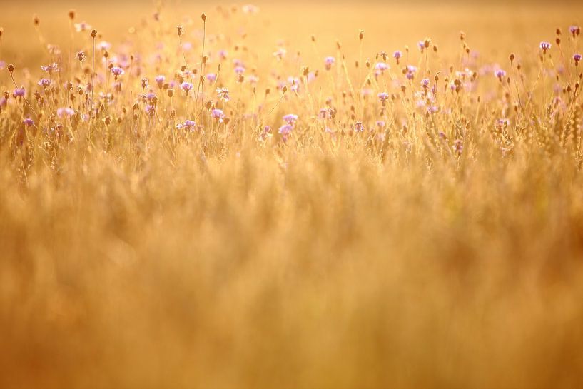 Kornblumen by Jana Behr