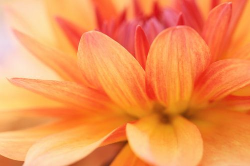 Geel rood gekleurde dahlia