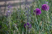 Veld met bloemen