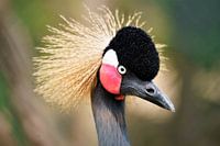 Portret van een Grijze Kroonkraanvogel op de Serengeti in Tanzania, Afrika