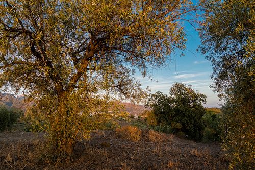 Avondwandeling in de bergen van Andalusië