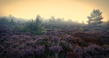 Heide in de Schoorlse duinen met mist #5 van peterheinspictures