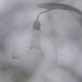 Snowdrop by Thais Buytaert