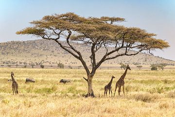 Serengeti, Tanzania van Jeffrey de Grijs
