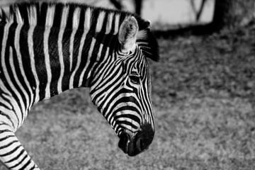 zebra zwart wit van merle van de laar