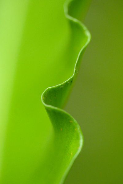 varenblad close up van Arjan Keers