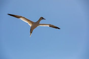 Vliegende Jan-van-gent