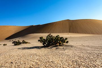 The desert lives by Alex Neumayer