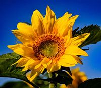 Zonnebloem met blauwe lucht