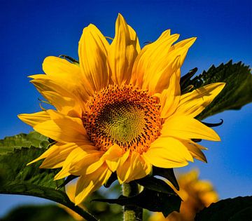 Zonnebloem met blauwe lucht by Martine Moens
