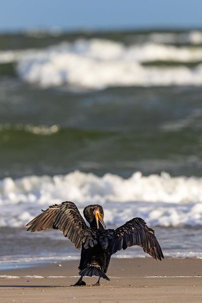 Aalscholver (Phalacrocorax carbo) van Dirk Rüter