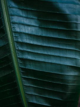 Botanische Fotografie drucken | Dunkelgrünes tropisches Blatt einer Palme | Dschungel-Wanderlust-Kun von Raisa Zwart