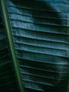 Botanical photography print | Dark green tropical leaf of a palm | Jungle Wanderlust art Art Print by Raisa Zwart thumbnail