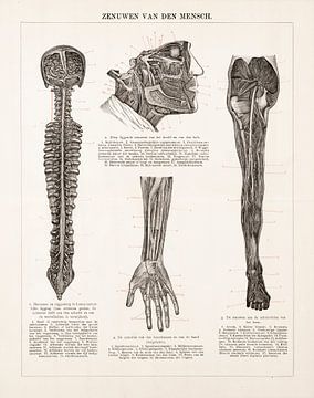 Anatomie. De zenuwen van de mens van Studio Wunderkammer