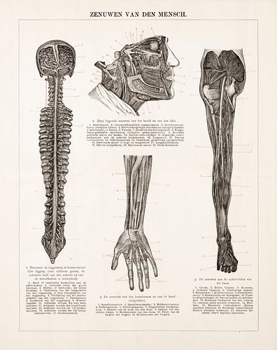 Anatomie. De zenuwen van de mens