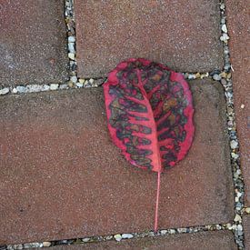 Red leaf van Bas Dijk