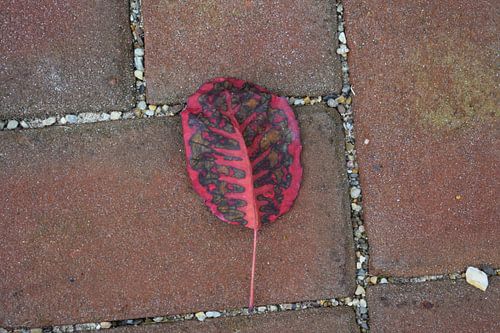 Red leaf