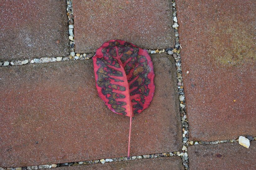 Red leaf van Bas Dijk
