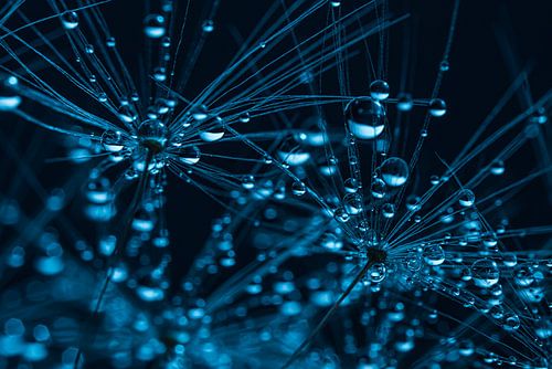 Waterdruppels op pluisjes 