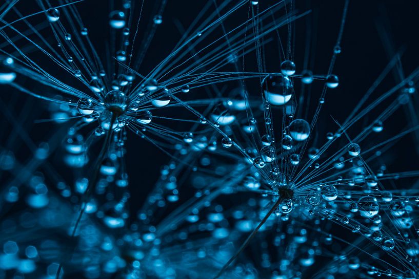 Water droplets on fluff "dance" in blue light by Marjolijn van den Berg