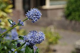 Purple flowers in full bloom by Sannepouw_photography