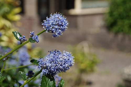 Purple flowers in full bloom