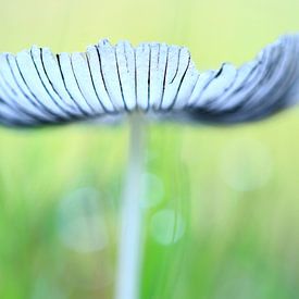 Hasenpfote von Carla Lammertink Fotografie