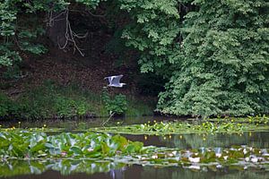 Reiher im Flug am Seerosenteich