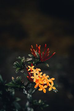 Fleur tropicale artistique sur fond sombre sur Troy Wegman