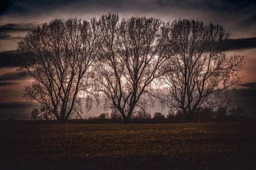 Drie bomen bij Binsheim aan de Rijn van Derlach Photography