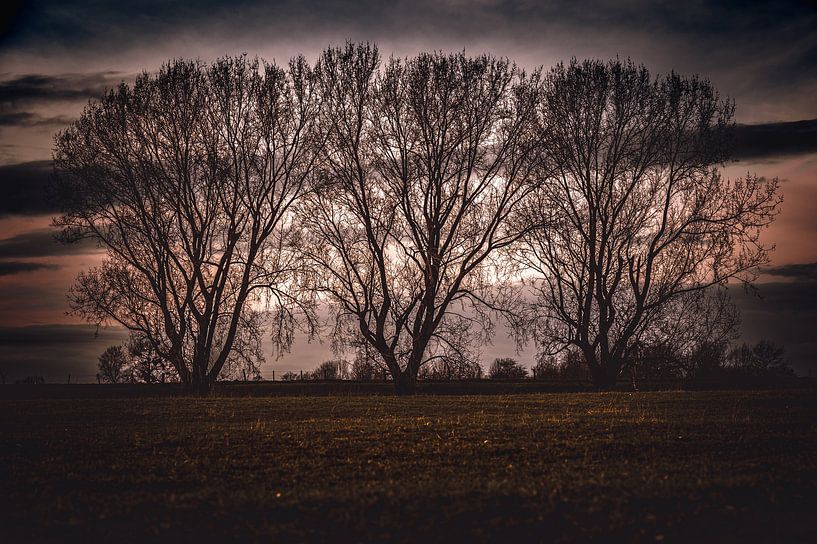 Three trees near Binsheim on the Rhine by Derlach Photography