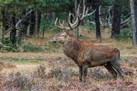 Red deer