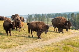 Yellowstone-Nationalpark von Studio Retouched fotoshop