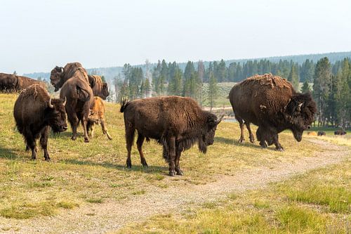 Yellowstone National Park
