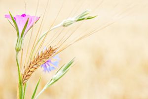 Lovely flowers field