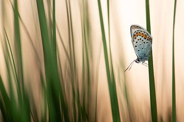 Heather blue by Elles Rijsdijk