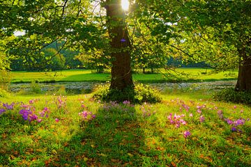 Herfsttijloos en lindeboom