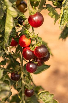 Heerlijke kleurrijke tomaten van Peter Baier