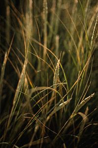 Danish dune grass in the soft sunlight. by Holly Klein Oonk
