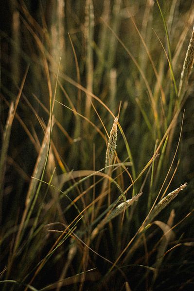 L'herbe des dunes danoises dans la douce lumière du soleil. par Holly Klein Oonk