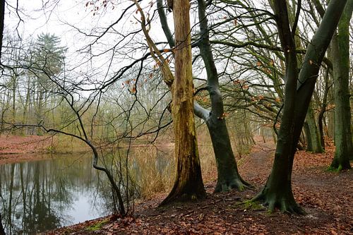 Drie bomen