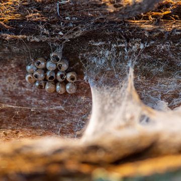 Spinnenweb en spin eieren van Jolanda de Jong-Jansen