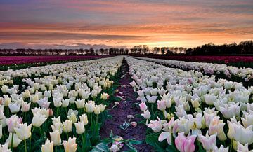 Witte tulpen bij zonsondergang van John Leeninga