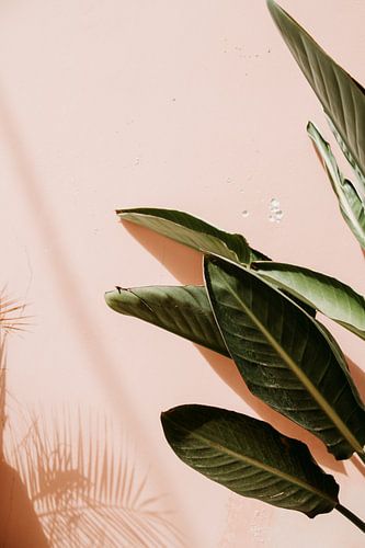 Feuille d'une plante verte pour un mur rose