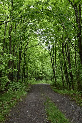 Un chemin de campagne en été