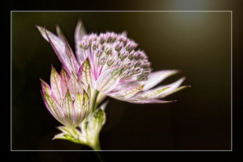 Astrantia by Rob Boon