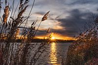 Sun star in the reed