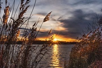 Zonnester in het riet van Marc-Sven Kirsch