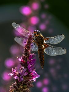 Libelle  im Gegenlicht