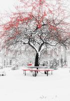 Winter in 's-Hertogenbosch